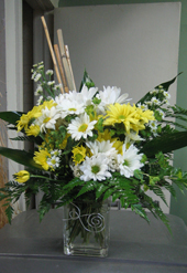 daisies