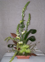 ferns